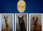 Three Canines that are German Shepphards who serve at the Lexington Police Department 