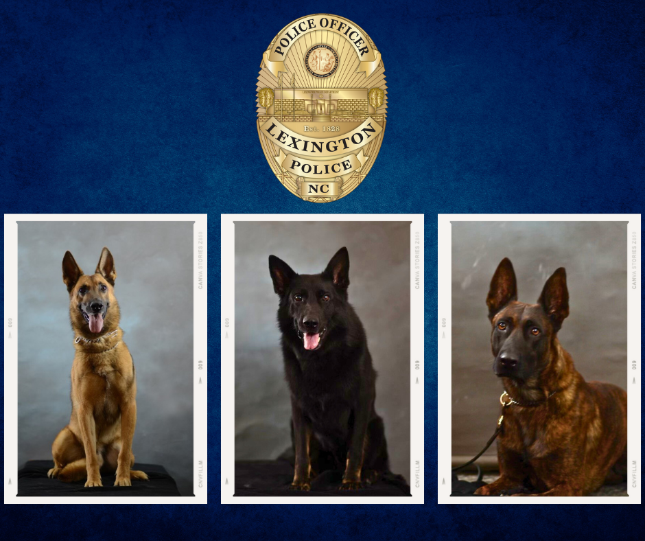 Three German shepherds that canines with the Lexington Police Department